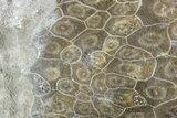 Polished Fossil Coral (Actinocyathus) - Morocco #90250-1